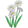 D+is+for+Daisies Picture