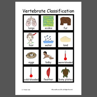 Vertebrate Classification