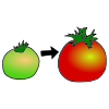 tomatoes Picture