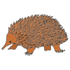 spiny+anteater Picture
