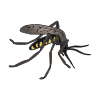 N+-+Mosquito Picture