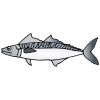 mackerel Picture