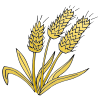 Grain Picture