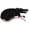 r+says+_r_+as+in+Rat Picture