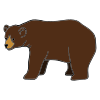 bear. Picture