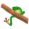 frog Picture