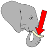 Elephant+Tusk Picture