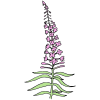 plant Picture
