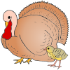 Turkey+and+Poult Picture