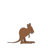 kangaroo Picture