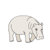 hippopotamus+calf Picture