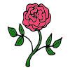 Pink+Rose Picture
