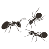 Ants Stencil