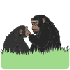 Ape+and+baby Picture