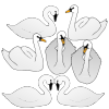 Seven+Swans+Swimming Picture