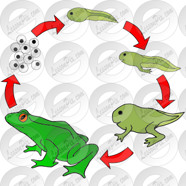 Frog Life Cycle Picture
