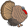 Turkey+Lurky Picture