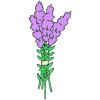 Lavender Picture