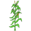 Corn+plant Picture