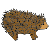 hedgehog Picture