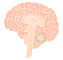Brain Stencil