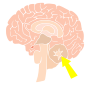 Cerebellum Stencil