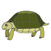 Tortuga+Turtle Picture