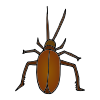 Cucaracha Picture