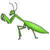 mantis Picture