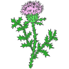 thistle_+a+flower+with+soft+pedals Picture