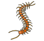 Centipede Picture