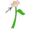 petal Picture