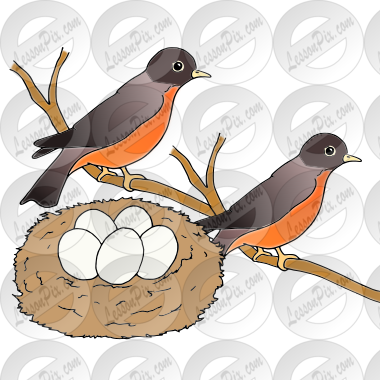 robins and nest Picture