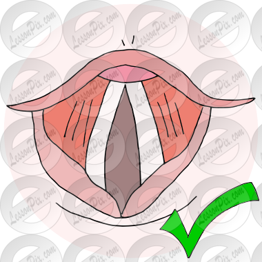 Vocal Folds Picture