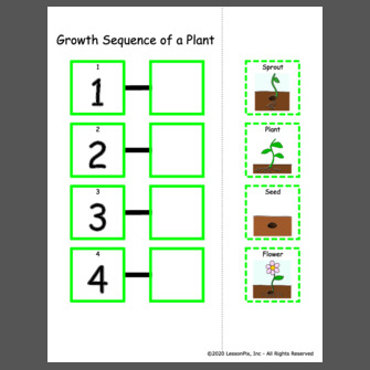 Growth Sequence of a Plant