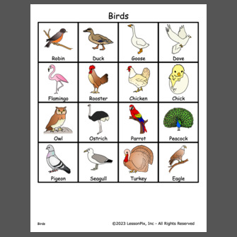 Birds