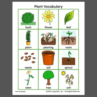 Plant Vocabulary