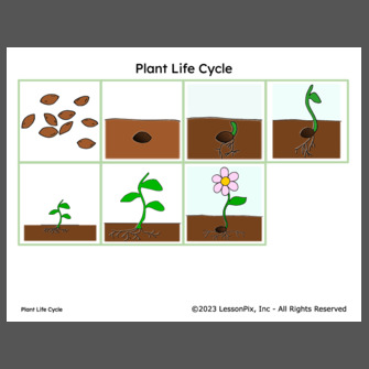 life cycle of plant