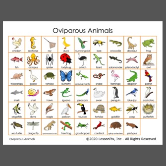 Oviparous Animals