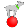 dog on a ball Picture