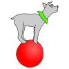 dog trick