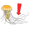 jellyfish Picture