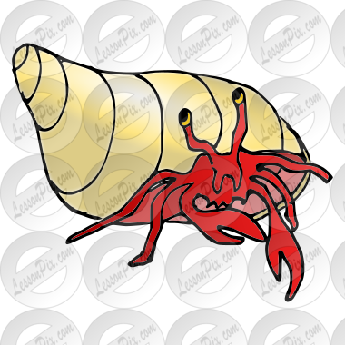 Hermit Crab