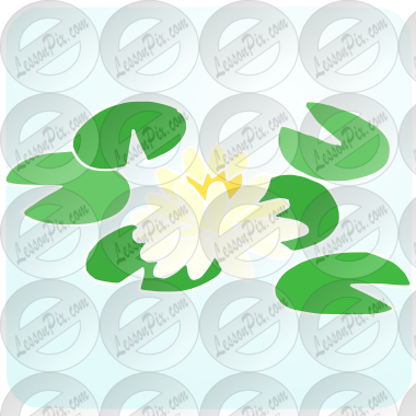 Water Lily
