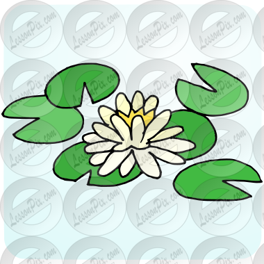 Water Lily