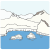 polar