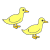 birds