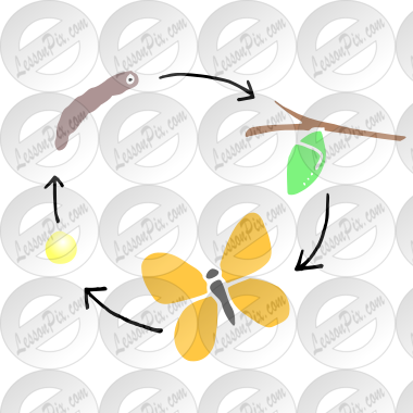 Life Cycle