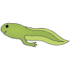 Tadpole+w9th+front+legs Picture