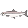 salmon Picture